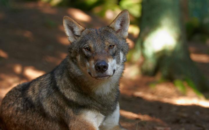 Un loup (Canis lupus) est assis par terre au milieu d'une forêt.