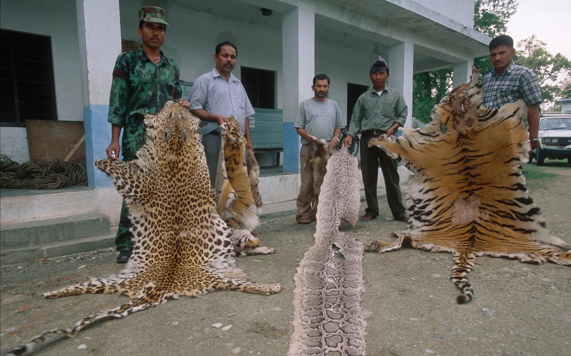 Le personnel anti-braconnage expose une peau de tigre - l'un des objets braconnés exposés au musée Tikauli, au Népal.