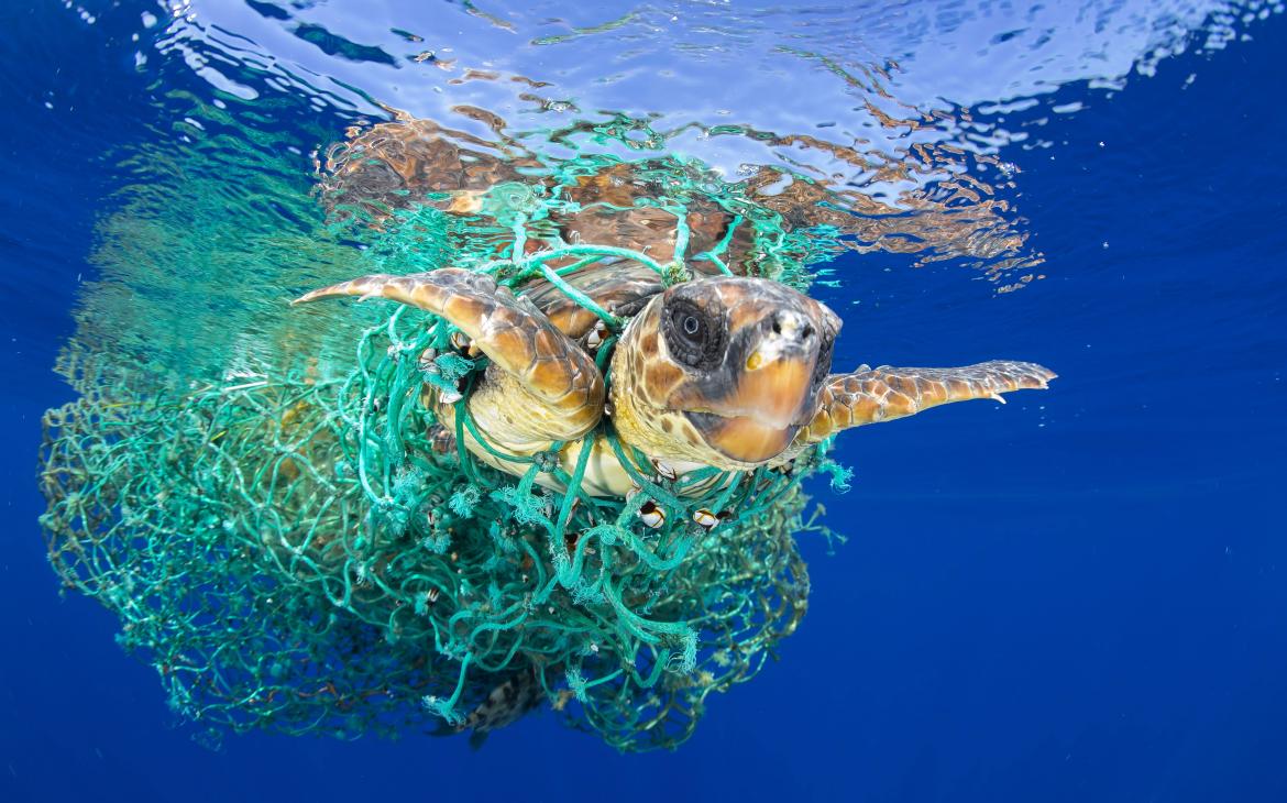 Une tortue caouanne (Caretta caretta) empêtrée dans un fil de pêche abandonné, nage au large des côtes  de Tenerife, (Iles des Canaries)  