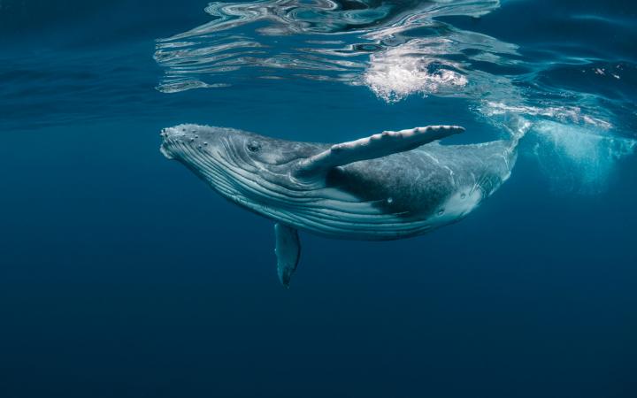 Baleine à bosses dans l'océan