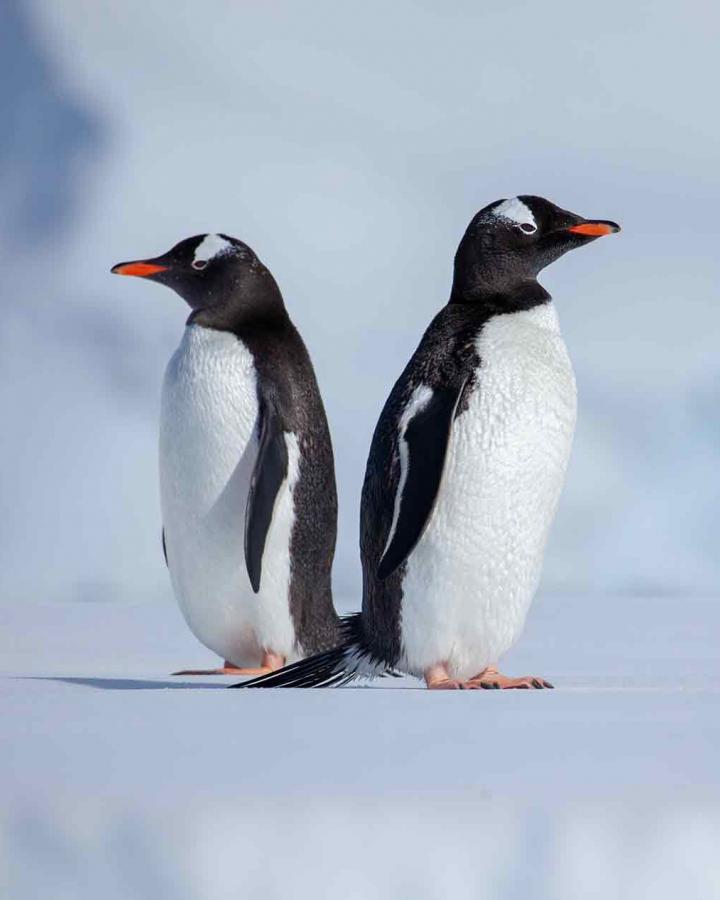 Couple of Gentoo penguins
